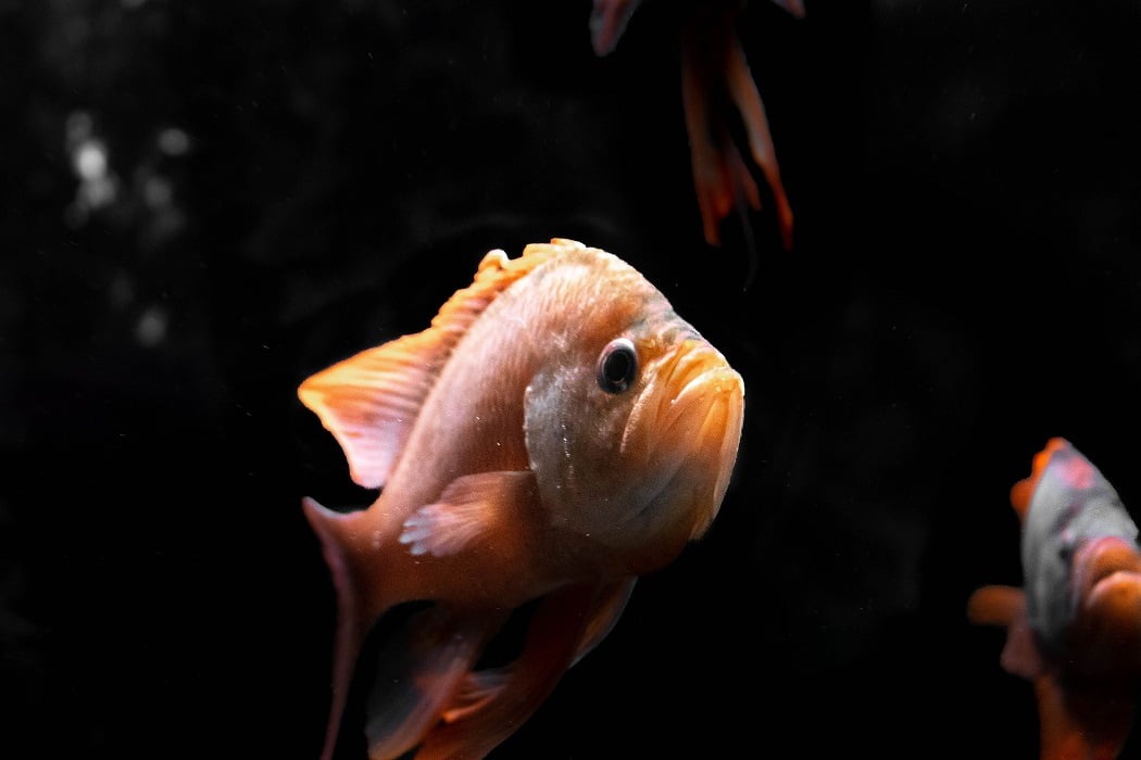 Como os peixes sobrevivem às pressões extremas da vida nos oceanos