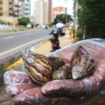 Caracóis gigantes 'vorazes' despertam alarme na Venezuela
