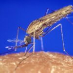 Mudança climática afeta comportamento dos mosquitos, tornando mais difícil acabar com a malária na Á...