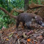 Animais são a chave para restaurar as florestas do mundo