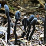 Estudos do genoma descobrem um novo ramo na evolução dos fungos