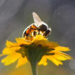 Adicionar fertilizante às flores faz com que fiquem repulsivas para as abelhas
