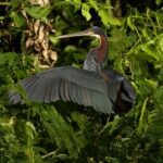 Aves mais raras do planeta em maior risco de extinção