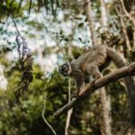 Carvão vegetal e gado correlacionam-se com as extinções da megafauna de Madagascar