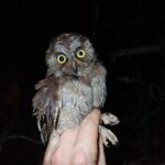 Descoberta nova espécie de coruja nas florestas tropicais da Ilha do Príncipe, África Central