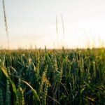 Níveis elevados de CO2 causam deficiência mineral nas plantas, resultando em culturas menos nutritiv...
