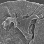 Cientistas – literalmente – desenterraram uma nova espécie de Tardígrado