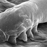 Demodex: Seu rosto está coberto por milhares deles, e eles nem sempre são legais