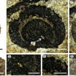 Novas espécies fósseis da família moonseed encontradas em Yunnan
