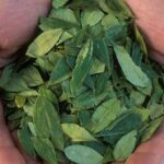 Uma planta de tabaco foi projetada para produzir cocaína em suas folhas
