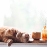 A história perdida da domesticação de gatos pode finalmente ser contada