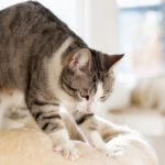 A ciência do afeto que faz os gatos te amassarem