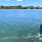 Golfinhos do rio Swan formam 'bromance' para proteger as fêmeas, segundo estudo