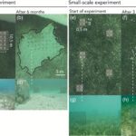 Mapeando a 'paisagem do medo' das tartarugas marinhas nas Bahamas