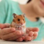 Que riscos hamsters e gerbos de estimação podem representar na Austrália?