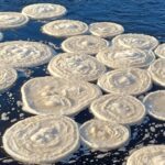 Impressionantes 'panquecas de gelo' rodopiam na superfície do rio escocês