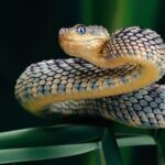 Cientistas finalmente descobriram que  cobras tem clitóris e estão muito excitados