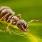 Formigas detectam cheiro de câncer na urina