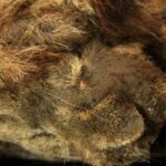 Este leão-da-caverna congelado está tão bem preservado que você ainda pode ver seus bigodes
