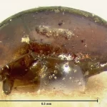 Dor ocular excruciante era infligida por este minúsculo bicho australiano