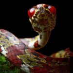 Espécies recém-nomeadas de cobras que vivem em árvores ameaçadas pela mineração
