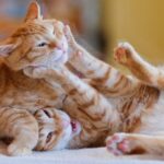 Seus gatos estão brincando ou brigando?