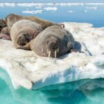 Oceanos quebraram mais um recorde de calor em 2022, alertam cientistas