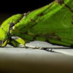 Insetos e aranhas compõem mais da metade da biodiversidade animal da Nova Zelândia