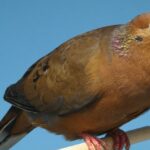 Animais e plantas que só existem em cativeiro - Por que o tempo está se esgotando para restaurá-los ...