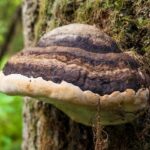 Este incrível fungo pode ser uma alternativa biodegradável ao plástico