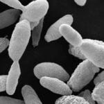 Sporothrix brasiliensis: Fungo que causa esporotricose está se espalhando e alerta cientistas