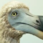 Uma empresa de biotecnologia planeja trazer o Dodô de volta à vida