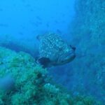 Reservas marinhas dificilmente restaurarão ecossistemas marinhos