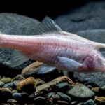 Peixe cego semelhante a um unicórnio descoberto em águas escuras no fundo de caverna chinesa