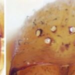 Um monte de novas aranhas-teia-de-funil foram encontradas ficando cegas em cavernas israelenses