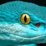 Cobras podem ouvi-lo melhor do que você pensa