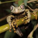 Sapo do 'Senhor dos Anéis' é descoberto nas montanhas do Equador