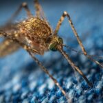 Mosquitos da malária estão expandindo seu território quase 3 milhas por ano