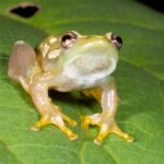 Sapo sem voz descoberto na Tanzânia
