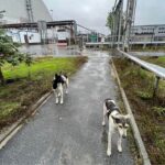 Os cães de Chernobyl podem nos ensinar novos truques de sobrevivência?