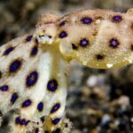 Polvo-de-anéis-azuis, um dos animais mais tóxicos da Terra, morde mulher várias vezes
