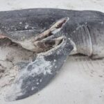 2 orcas matam 19 tubarões em um único dia na África do Sul, comeram seus fígados e os deixaram apodr...