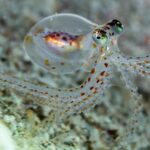 Cientistas transferem habilidade de camuflagem de polvo para células humanas