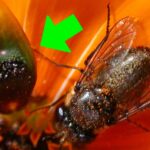Esta flor incrível cria moscas falsas