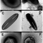 Antigos vírus adormecidos encontrados no permafrost, uma vez revividos, podem infectar amebas