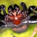 Aranhas mortais que podem matar em minutos e sobreviver debaixo d'água estão se escondendo em piscin...