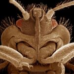 Um microbiologista revela os perigos invisíveis escondidos em seu quarto de hotel