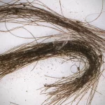Cabelo antigo revela traços de drogas alucinógenas tomadas há 3.600 anos