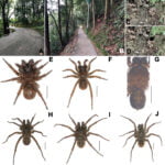 Três novas espécies de aranhas Mesothelae descobertas na China
