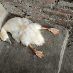 PETA desamascara método supostamente ético da cadeia de suprimento de penas de animais para grandes ...
